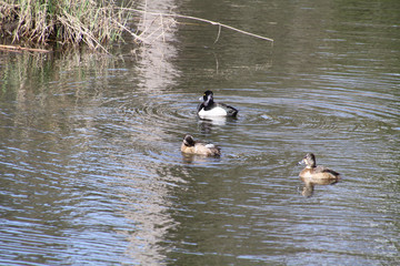 American Widgeon ducks swimming in a stream on a Sunny day.