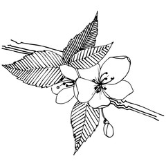 Apple bloom in a vector style isolated. Full name of the plant: Apple bloom. Vector flower for background, texture, wrapper pattern, frame or border.