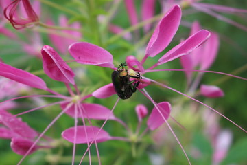 green beetle on pink flower cleome