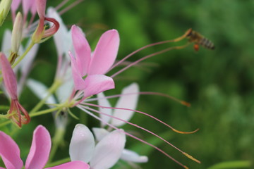 bee flying on flower pink cleome