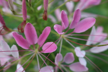 unusual amazing flowers of cleoma on a green background