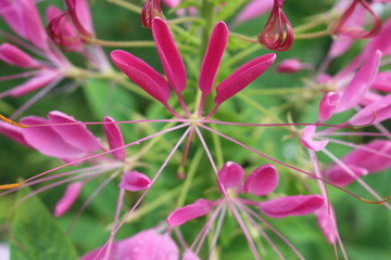 unusual amazing flowers of cleoma on a green background