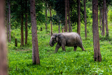Asian wild elephant Kuiburi National Park, Thailand
