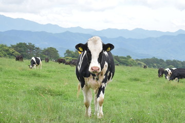 Fototapeta na wymiar 山梨県北杜市　八ヶ岳牧場の牛