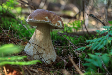 Large white mushroom in a pine forest