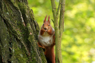 Brown squirrel eat and sits on the tree