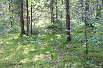 the sun's rays illuminate the grass in the forest on a summer morning