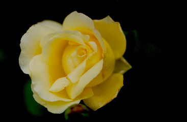 blurred rose petals isolated on the natural background with clipping path. Closeup. For design, texture, background. Nature.