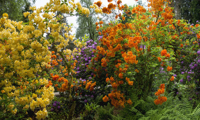 Panorama - clusters of rhododendrons forming a lively multicoloured wall in bright HOLI colours. The bright glow on  the yellow & orange flowers gives them a unique appearance.