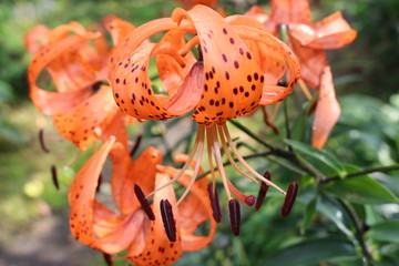 orange flowers tiger Lily