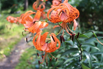 orange flowers tiger Lily