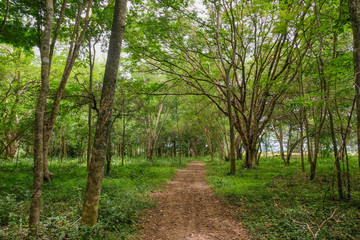 deep forest in Khao Samroiyod national park prachubkirikhun frome thailand.