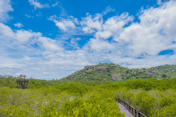Fototapeta na wymiar road to mountrain Mangrove forest at Pranburi Forest National Park, Prachuap Khiri Khan, Thailand.