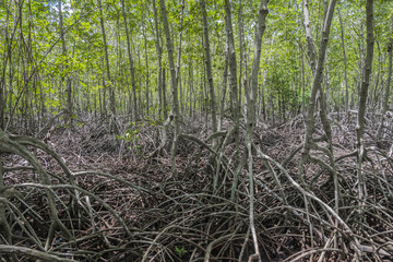 Mangrove forest at Pranburi Forest National Park, Prachuap Khiri Khan, Thailand.