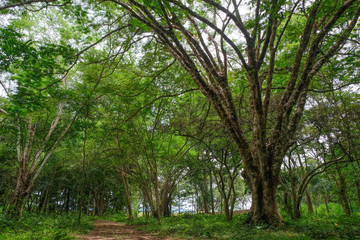 deep rain forest in Khao Samroiyod national park prachubkirikhun frome thailand.