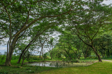 Fototapeta na wymiar deep rain forest in Khao Samroiyod national park prachubkirikhun frome thailand