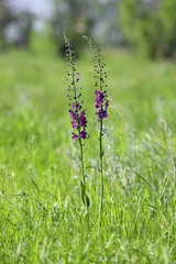 Verbascum phoeniceum. Flowers plants in early summer in Siberia