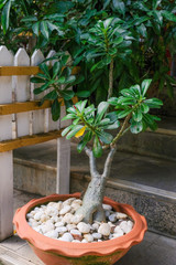 Adenium or desert rose flower.