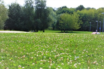 clover in the park
