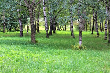 Birch Grove