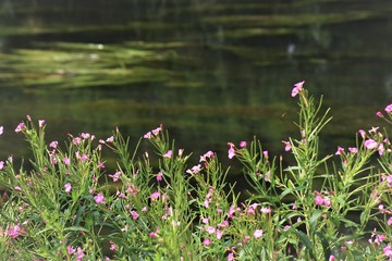 flowers by the river