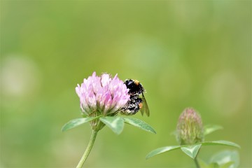 bumblebee