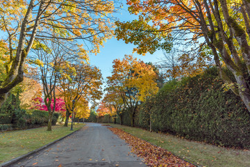 asphalt road in an autumn park with trees and fallen leaves along a green fence