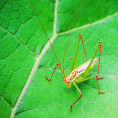 Grashüpfer auf einem Blatt