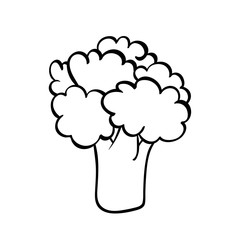 Vector hand drawn illustration of a broccoli.  Outline doodle icon. Food sketch for print, web, mobile and infographics. Isolated on white background element.