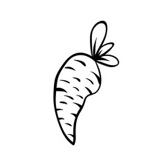 Vector hand drawn illustration of a carrot. Outline doodle icon. Food sketch for print, web, mobile and infographics. Isolated on white background element.