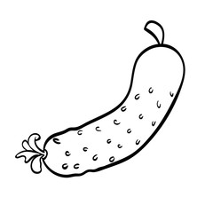 Vector hand drawn illustration of a cucumber. Outline doodle icon. Food sketch for print, web, mobile and infographics. Isolated on white background element.