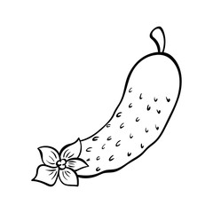 Vector hand drawn illustration of a cucumber. Outline doodle icon. Food sketch for print, web, mobile and infographics. Isolated on white background element.