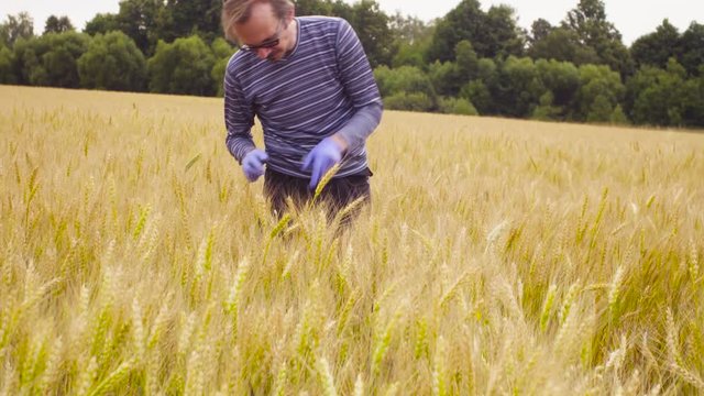 The man scientist environmentalist exploring wheat. He is measuring wheat ear and taking samples of grain
