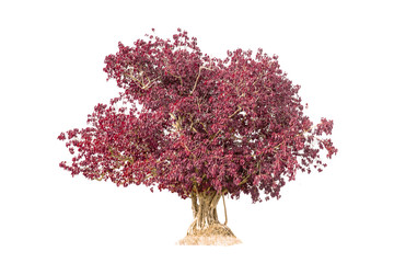 pink tree isolated against a over white background