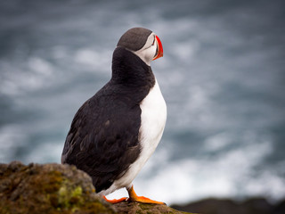 Puffin on west coast Iceland