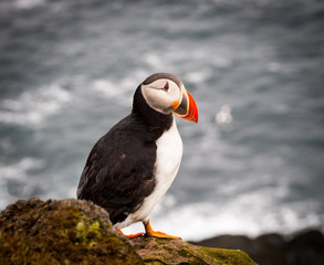 Puffin on west coast Iceland