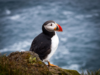 Puffin on west coast Iceland