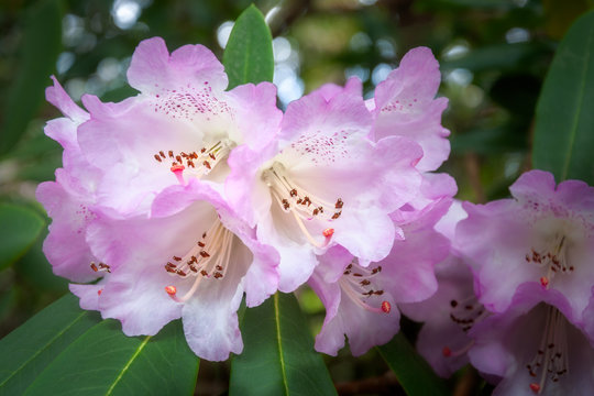White Rhododendron flowers with a purple fringe on a dappled bokeh background at Mount Tomah Botanic Garden in the Blue Mountains, New South Wales, Australia.