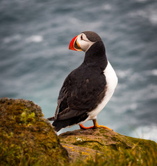 Puffin on west coast Iceland