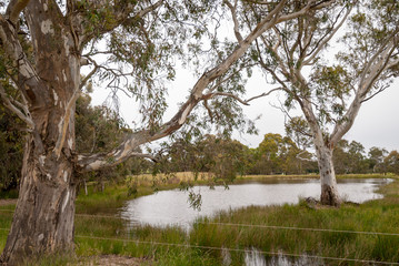 A cloudy and rainy day on a farm in rural Australia with a gum tree in the foreground and pond in the background