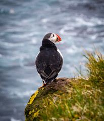 Puffin on west coast Iceland