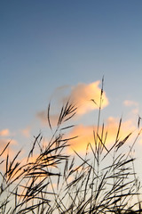 flower grass silhouette on sky with clouds and sun.