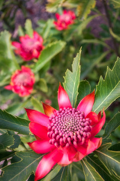 A group of wild waratah flowers in a bush in their own environment at Mount Tomah Botanic Garden in the Blue Mountains, New South Wales, Australia.