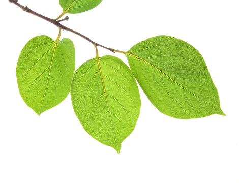 柿の葉 の画像 76 404 件の Stock 写真 ベクターおよびビデオ Adobe Stock