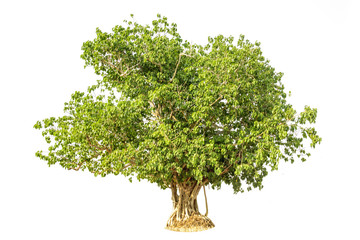 Bodhi Tree isolated against a over white background