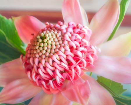 Beautiful pink shades on a waratah flower