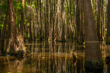 Lower Portion of a Forest of Cypress Trees Growing out of Lake Bistinaeu in Louisiana