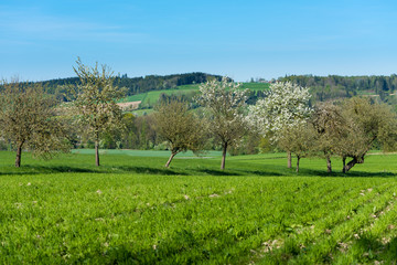 Fototapeta na wymiar Blühende Bäume auf Feld im Sommer