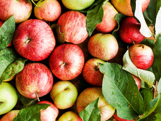 Apples on wooden background