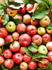 Apples on wooden background